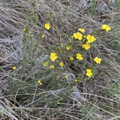 Hibbertia calycina at Belconnen, ACT - 23 Sep 2023