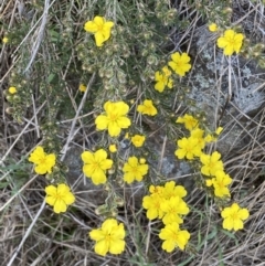 Hibbertia calycina at Belconnen, ACT - 23 Sep 2023