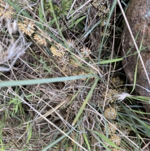 Lomandra multiflora at Belconnen, ACT - 23 Sep 2023