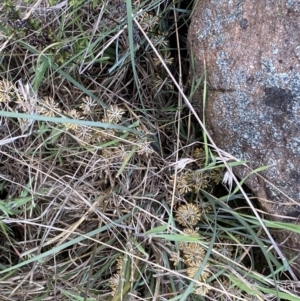 Lomandra multiflora at Belconnen, ACT - 23 Sep 2023