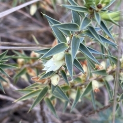 Melichrus urceolatus (Urn Heath) at Lower Molonglo Water Quality Control Centre - 23 Sep 2023 by Steve_Bok