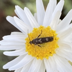 Eretmocera (genus) (Scythrididae family) at Belconnen, ACT - 23 Sep 2023 by SteveBorkowskis