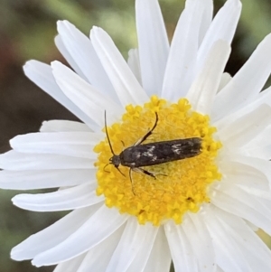 Eretmocera (genus) (Scythrididae family) at Belconnen, ACT - 23 Sep 2023