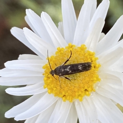 Eretmocera (genus) (Scythrididae family) at Molonglo River Reserve - 23 Sep 2023 by Steve_Bok