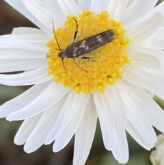 Eretmocera (genus) (Scythrididae family) at Belconnen, ACT - 23 Sep 2023