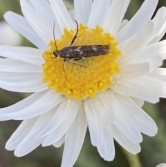 Eretmocera (genus) (Scythrididae family) at Belconnen, ACT - 23 Sep 2023 03:40 PM