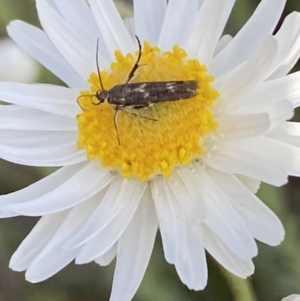 Eretmocera (genus) (Scythrididae family) at Belconnen, ACT - 23 Sep 2023