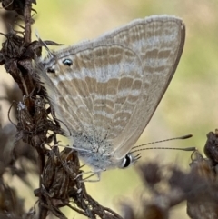 Lampides boeticus (Long-tailed Pea-blue) at Belconnen, ACT - 23 Sep 2023 by SteveBorkowskis