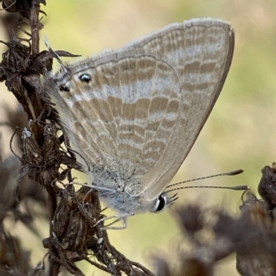 Lampides boeticus (Long-tailed Pea-blue) at Lower Molonglo - 23 Sep 2023 by Steve_Bok