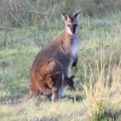Notamacropus rufogriseus (Red-necked Wallaby) at Strathnairn, ACT - 23 Sep 2023 by VanceLawrence