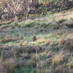 Notamacropus rufogriseus at Strathnairn, ACT - 23 Sep 2023