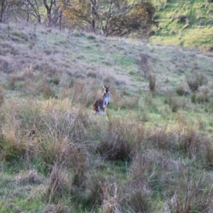 Notamacropus rufogriseus at Strathnairn, ACT - 23 Sep 2023