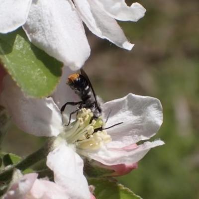 Megachile (Hackeriapis) oblonga (A Megachild bee) at Murrumbateman, NSW - 22 Sep 2023 by SimoneC