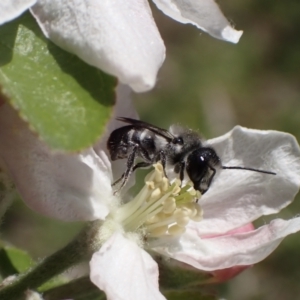 Megachile (Hackeriapis) oblonga at Murrumbateman, NSW - 22 Sep 2023