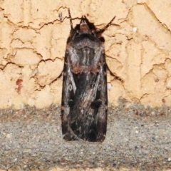 Agrotis munda (Brown Cutworm) at Wanniassa, ACT - 22 Sep 2023 by JohnBundock