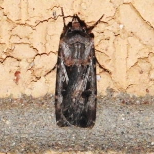 Agrotis munda at Wanniassa, ACT - 22 Sep 2023 09:33 PM