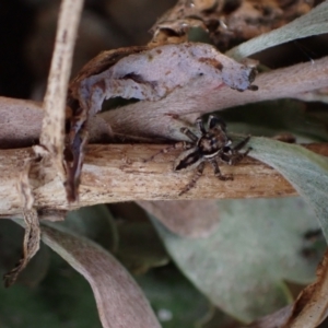 Jotus sp. (genus) at Murrumbateman, NSW - 15 Sep 2023 04:16 PM