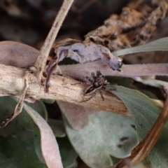 Jotus sp. (genus) at Murrumbateman, NSW - 15 Sep 2023 04:16 PM