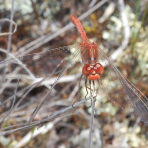 Diplacodes bipunctata at Cavan, NSW - 22 Sep 2023