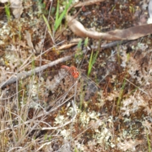 Diplacodes bipunctata at Cavan, NSW - 22 Sep 2023