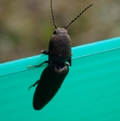 Elateridae sp. (family) (Unidentified click beetle) at Murrumbateman, NSW - 11 Sep 2023 by SimoneC