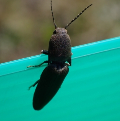 Elateridae (family) (Unidentified click beetle) at Murrumbateman, NSW - 11 Sep 2023 by SimoneC