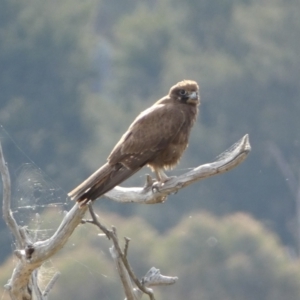 Falco berigora at Belconnen, ACT - 23 Sep 2023