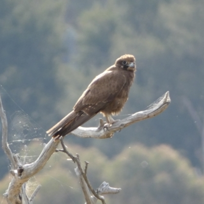 Falco berigora (Brown Falcon) at Belconnen, ACT - 23 Sep 2023 by SteveBorkowskis