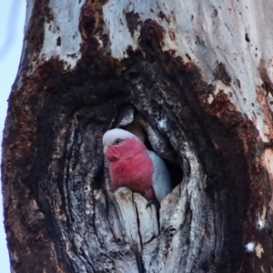 Callocephalon fimbriatum at Hughes, ACT - suppressed