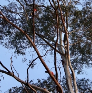 Callocephalon fimbriatum at Hughes, ACT - 23 Sep 2023