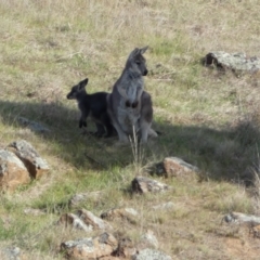 Osphranter robustus (Wallaroo) at Belconnen, ACT - 23 Sep 2023 by Steve_Bok