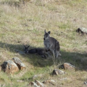 Osphranter robustus at Belconnen, ACT - 23 Sep 2023