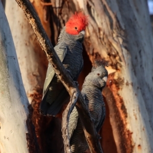 Callocephalon fimbriatum at Hughes, ACT - 23 Sep 2023