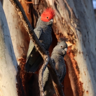 Callocephalon fimbriatum (Gang-gang Cockatoo) at Hughes, ACT - 23 Sep 2023 by LisaH