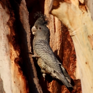 Callocephalon fimbriatum at Hughes, ACT - 23 Sep 2023