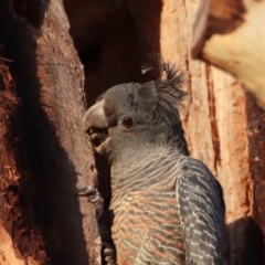 Callocephalon fimbriatum at Hughes, ACT - 23 Sep 2023