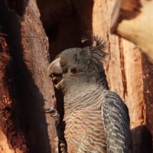 Callocephalon fimbriatum at Hughes, ACT - 23 Sep 2023