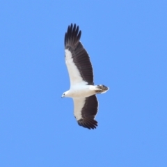 Icthyophaga leucogaster (White-bellied Sea-Eagle) at Wellington Point, QLD - 23 Sep 2023 by TimL