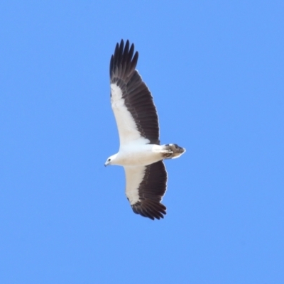 Icthyophaga leucogaster (White-bellied Sea-Eagle) at Wellington Point, QLD - 23 Sep 2023 by TimL