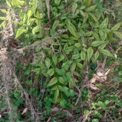 Nandina domestica at Majura, ACT - 19 Sep 2023