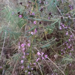 Glycine clandestina at Majura, ACT - 18 Sep 2023