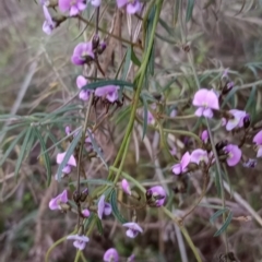 Glycine clandestina at Majura, ACT - 18 Sep 2023