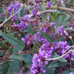 Hardenbergia violacea at Majura, ACT - 18 Sep 2023 06:13 AM