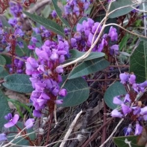 Hardenbergia violacea at Majura, ACT - 18 Sep 2023 06:13 AM