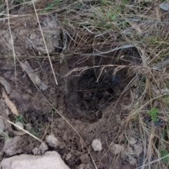 Tachyglossus aculeatus at Majura, ACT - 18 Sep 2023