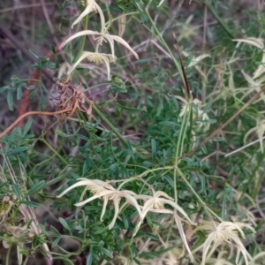 Clematis leptophylla at Hackett, ACT - 18 Sep 2023 06:07 AM