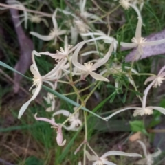 Clematis leptophylla at Hackett, ACT - 18 Sep 2023 06:07 AM