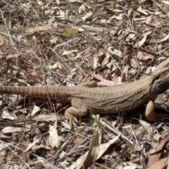 Pogona barbata (Eastern Bearded Dragon) at Mount Majura - 16 Sep 2023 by Berlge