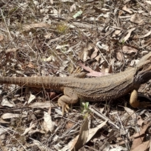 Pogona barbata at Hackett, ACT - 16 Sep 2023