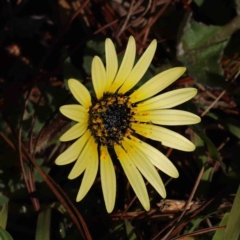 Arctotheca calendula (Capeweed, Cape Dandelion) at Caladenia Forest, O'Connor - 14 Sep 2023 by ConBoekel